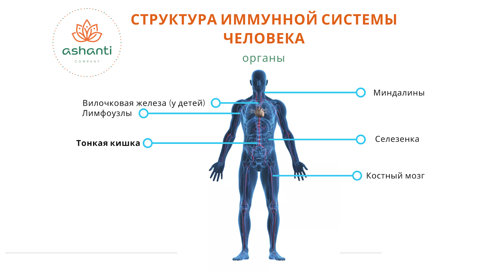 Как выглядит иммунная система человека фото