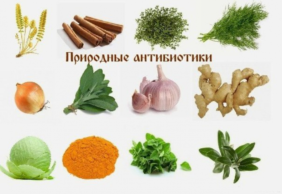 7 природных антибиотиков