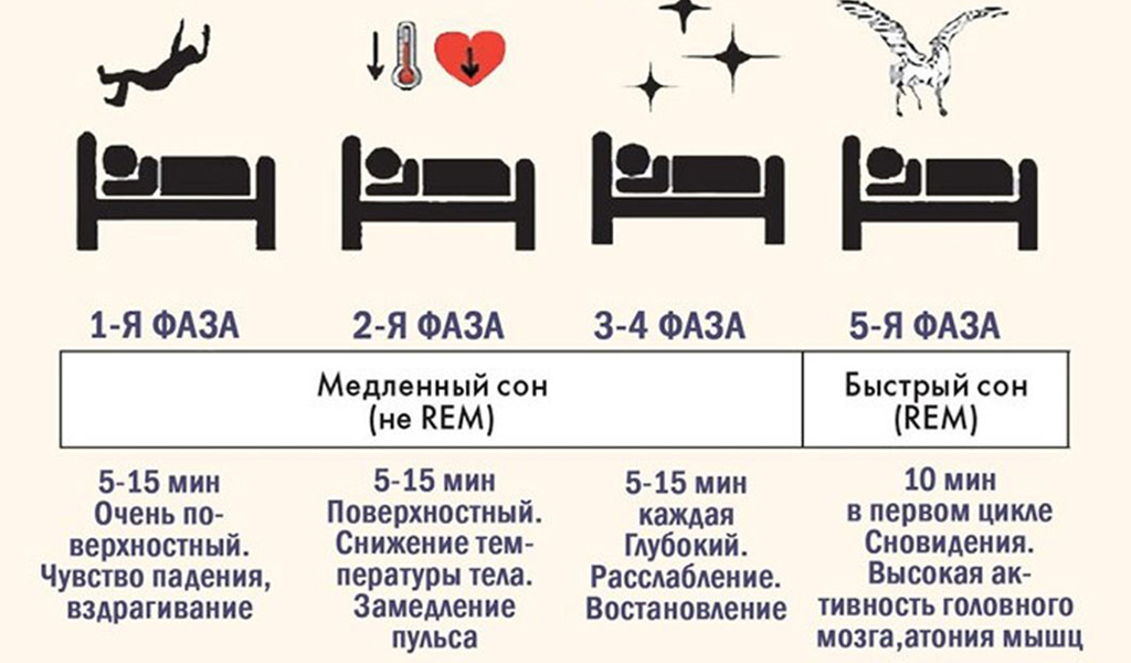 Фазы сна. Быстрый и медленный сон