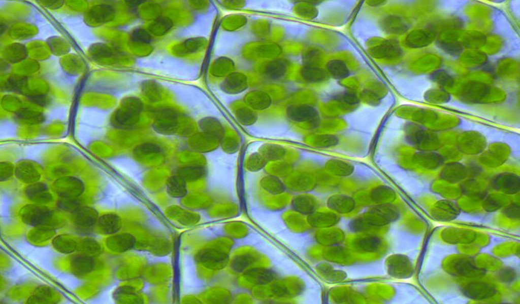 Окисление хлорофилла. Хлорофилл. Хлорофилл зеленых растений. Хлорофилл под микроскопом. Зерна хлорофилла.