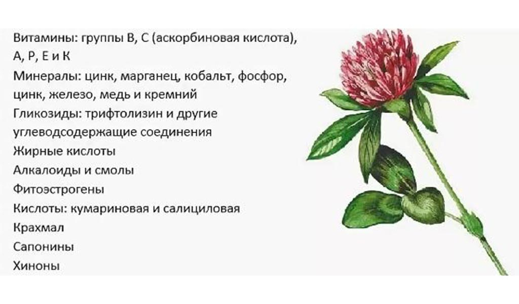 Красный клевер Красный клевер