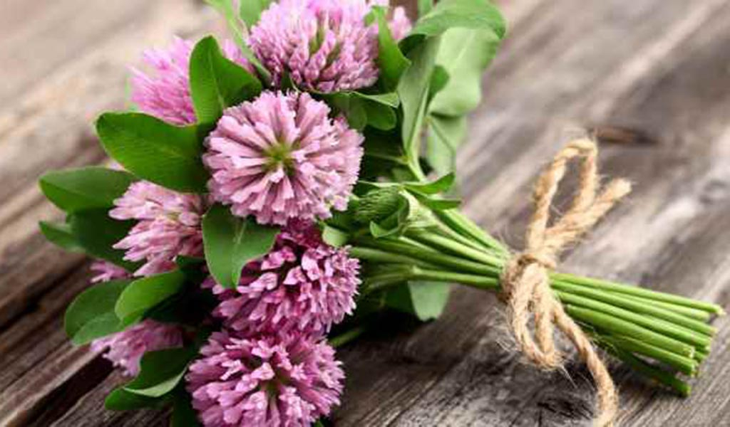 Красный клевер Красный клевер